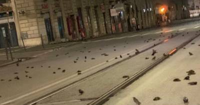 Сотни мертвых птиц упали с неба в Риме