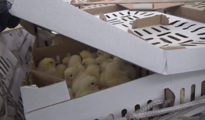 В Тюмень из Испании прилетели 42 тысячи цыплят