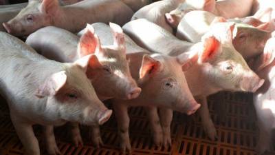Германия в истерике: в РФ решили отказаться от импорта свинины