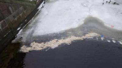 Сотни багетов выбросили в реку в Петербурге