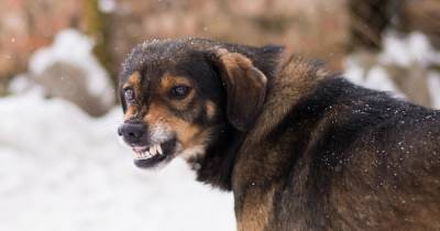 В Бурятии просят разрешения убивать агрессивных бездомных собак
