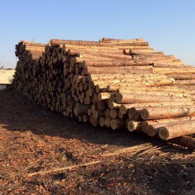 Группу железнодорожников из Одесской области подозревают в хищении лесоматериалов на 1,3 млн гривен