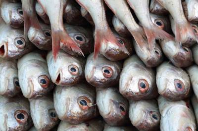 Трутнев: большая часть рыбы должна перерабатываться в России