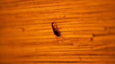 Эксперт Роспотребнадзора предупредила о скором нашествии тараканов