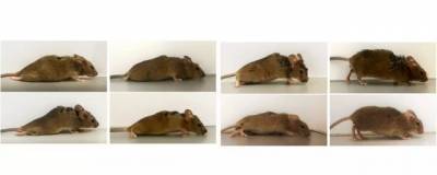 Ученые добились восстановления у мышей после травмы спинного мозга