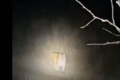 Амурский тигр загнал охотников на дерево