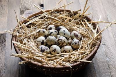Чем могут быть полезны волгоградцам перепелиные яйца