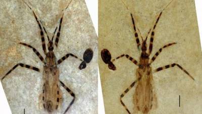 Американские ученые нашли окаменелость жука с хорошо сохранившимися гениталиями