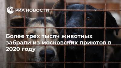 Более трех тысяч животных забрали из московских приютов в 2020 году