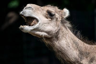 Агрессивный верблюд укусил в лицо смотрителя зоопарка