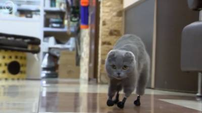 В Новокузнецке ищут новый дом кошке с протезами вместо лап