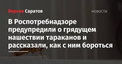 В Роспотребнадзоре предупредили о грядущем нашествии тараканов и рассказали, как с ним бороться