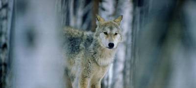 Волки в Карелии ушли от охотников по тонкому льду