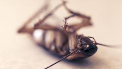 Роспотребнадзор предупредил о скором нашествии тараканов