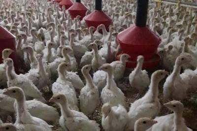 В Тамбовской области стали больше производить мяса птицы