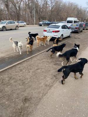 Астраханцы продолжают жаловаться на оккупировавших город бродячих собак