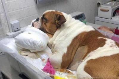Хозяева найденного в мусорке бульдога рассказали краснодарской полиции, зачем выбросили пса