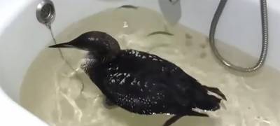 Рыбак в Карелии, отогревший неизвестную птицу, пустил ее в ванну (ВИДЕО)