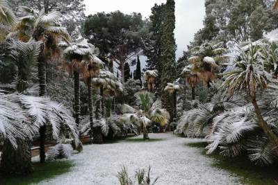 После мощного снегопада в Сочи открыли парк «Дендрарий»