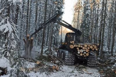 Госдума приняла законопроект о единой системе учета сделок с древесиной