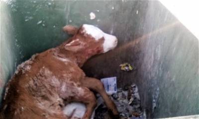 В Чердаклинском районе в мусорном контейнере нашли мертвого теленка