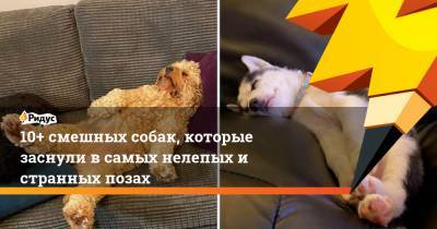 10+ смешных собак, которые заснули в самых нелепых и странных позах