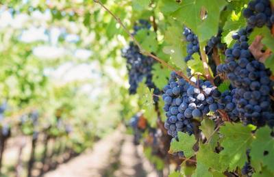 Переработка винограда в Украине упала на 40%