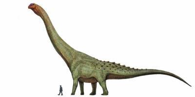 В Аргентине нашли окаменелости динозавра, который мог быть самым большим животным на Земле