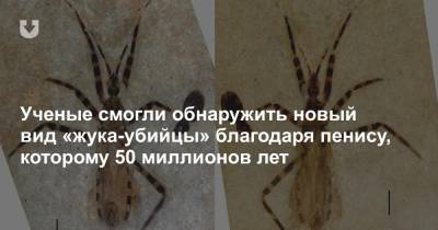 Ученые смогли обнаружить новый вид «жука-убийцы» благодаря пенису, которому 50 миллионов лет