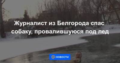 Журналист из Белгорода спас собаку, провалившуюся под лед