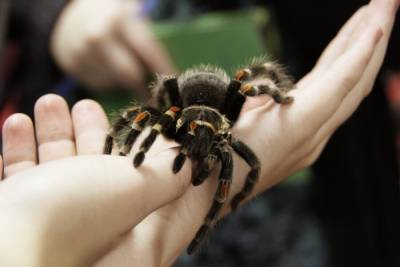 В Бразилии задержали россиянина за попытку вывезти 100 ящериц и пауков