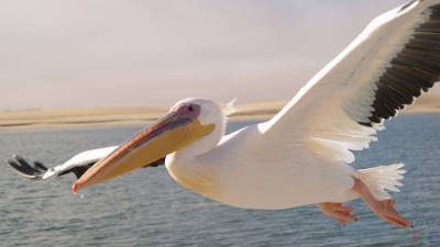 В Одессе спасли раненого пеликана: детали – фото, видео