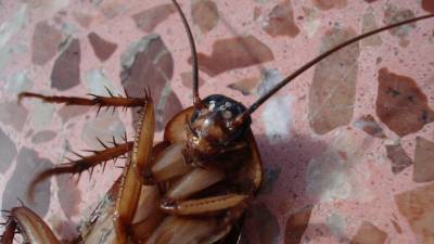 Энтомологи предупредили россиян о приближающемся нашествии тараканов
