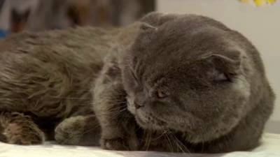 Спасенного из пожара кота Тишку заберет ведущая "России 24"