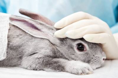 В Украине запретили тестировать косметику на животных