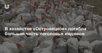 В хозяйстве «Островецкое» погибла большая часть поголовья индюков