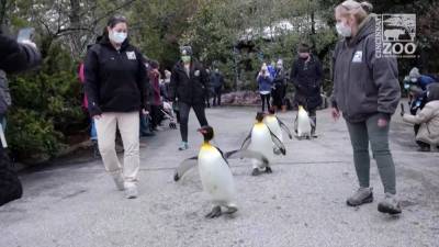 Зоопарк в США выпустил пингвинов на прогулку (видео)