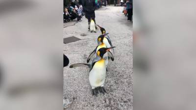 Знаменитый парад пингвинов прошел в зоопарке Огайо.