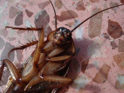 Дезинфектор рассказал, как спастись от тараканов в февральский пик их нашествия