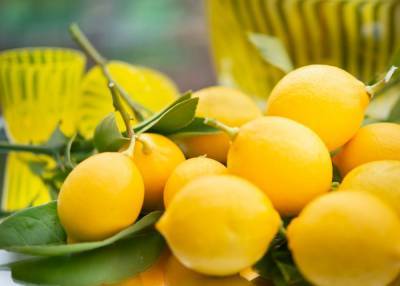 Лимон – его пользу и применение в гастрономии: интересные советы от Марко Черветти