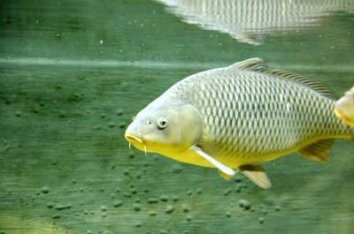 Ситуацию с замором рыбы в реке Усмань прокомментировали в региональной администрации