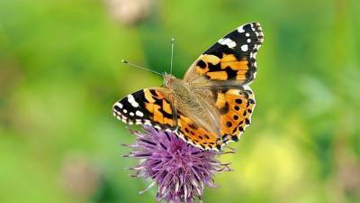 Бабочки-монархи на грани полного исчезновения