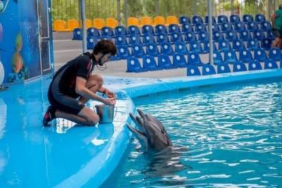 Смольный назвал причины, мешающие строительству дельфинария у «Академической»