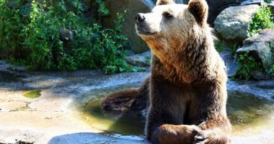 В Калининградском зоопарке медведь Фима отметил 16-летие