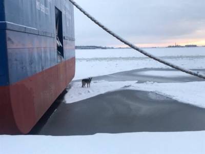 Потерявшуюся во Всеволожске собаку нашли на льдине у Кронштадта