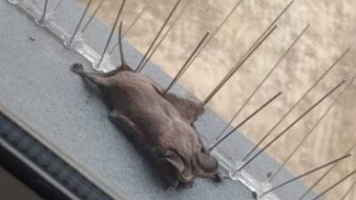 Дракула отдыхает: летучая мышь застряла на окне квартиры в Беэр-Шеве