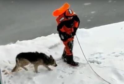 Волонтёры спасли собаку, застрявшую на льдине, в Кронштадте