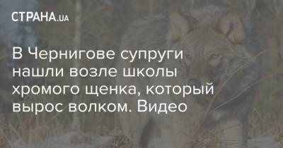 В Чернигове супруги нашли возле школы хромого щенка, который вырос волком. Видео