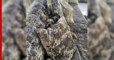 Собаки с необычным окрасом научились прятаться от хозяев, сливаясь с диваном