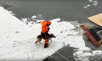 В Кронштадте спасли пса, застрявшего на льдине